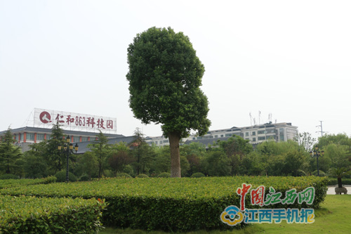网媒记者探秘“樟帮国药”的炮制古法-仁和集团官方网站官网